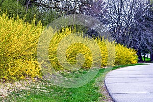 Forsynthia Bushes in Full Bloom