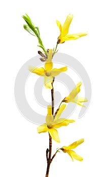 Forsythia