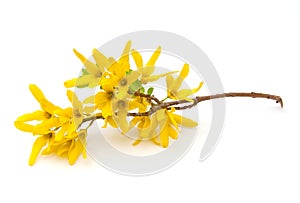 Forsythia