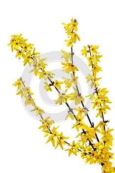 Forsythia