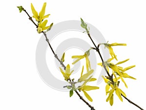 Forsythia