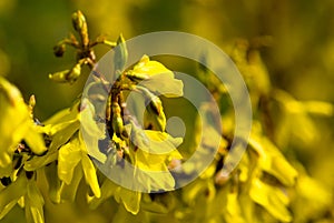 Forsythia