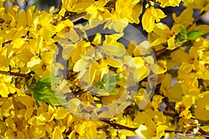 Forsythia