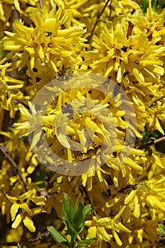 Forsythia blooming spring yellow branches of flowers, spring background, close-up