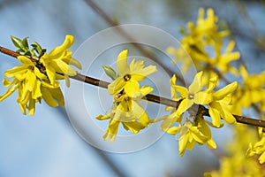 Forsythia, a beautiful spring bush with yellow flowers