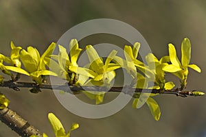 Forsythia, a beautiful spring bush with yellow flowers