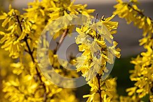 Forsythia blooming in early spring,