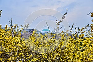 Forsythia blooming in the sprint time in South Korea