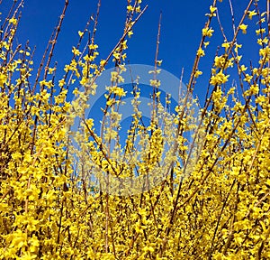 Forsythia