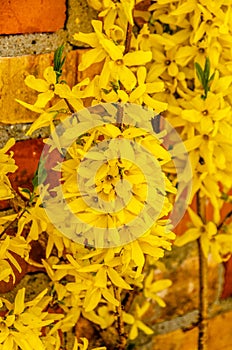 Forsythia Blossoming Against a Brick Wall