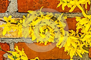 Forsythia Blossoms Against a Brick Wall