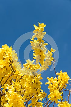 forsythia branches yellow blooming and blue sky