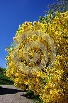 Forsythia brunch, blooming spring yellow flowers at blue sky background