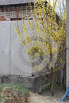 Forsythia bush in bloom in spring season in April