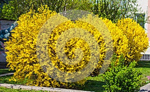 Forsythia bushes