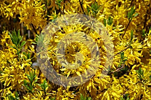 Forsythia spring yellow branches of flowers, spring background