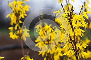 Forsythia