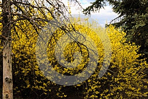 Forsythia - the first flowers of spring