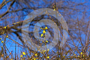 Forsythia flower in January