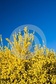 Forsythia flowers and blue sky in spring