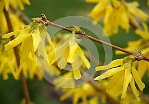 Forsythia flowers and buds