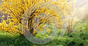 Forsythia flowers in front of with green grass and blue sky.