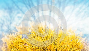 Forsythia flowers in front of with green grass and blue sky.