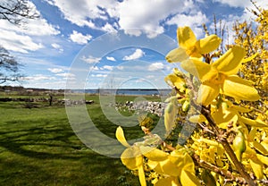 Forsythia flowers in front of with green grass and blue sky with white clouds, Jomfruland, Norway
