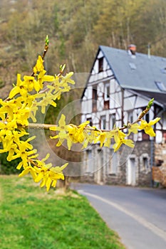 Forsythia flowers in front of with green grass and european house. Golden Bell, Border Forsythia blooming in spring garden bush