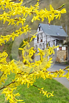 Forsythia flowers in front of with green grass and european house. Golden Bell, Border Forsythia blooming in spring garden bush