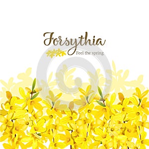 Forsythia frame bottom border. Card template. Feel the spring. blossoming yellow spring tree