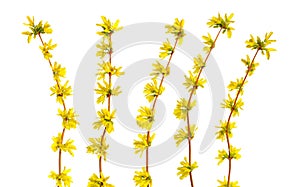 Forsythia is a genus of flowering plants in the olive family Oleaceae. Common names, along with Easter tree. Isolated