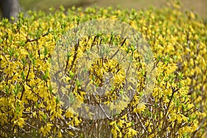 Forsythia ( Golden bell ) flowers.