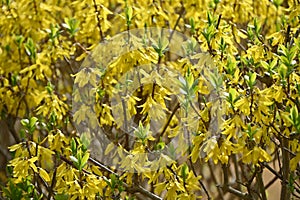 Forsythia ( Golden bell ) flowers.