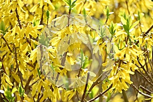 Forsythia ( Golden bell ) flowers.