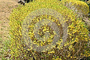 Forsythia ( Golden bell ) flowers.