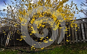 Forsythia, golden bell flowers, Canada