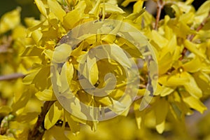 Forsythia intermedia Border Forsythia yellow flowers closeup horizontal
