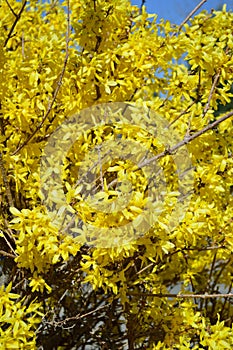 Forsythia intermedia Lynwood hedge yellow blossoms closeup vertical