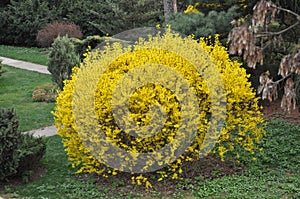 Forsythia