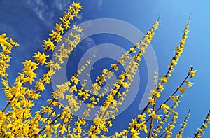 Forsythia