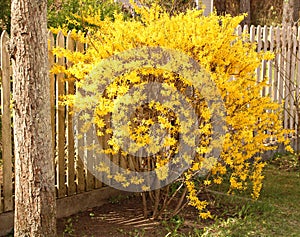 Forsythia shrub blooming with many beautiful little bright yellow flowers spring time