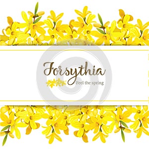 Forsythia suspensa card template with copy space on stripe, fluffy blossoming yellow spring tree. Golden Bell