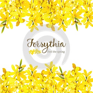 Forsythia suspensa, fluffy blossoming yellow spring tree card template. Golden Bell, flowers frame top and bottom