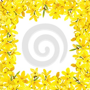 Forsythia suspensa frame. Card template. fluffy blossoming yellow spring tree fringe. Golden Bell, flowers boxing.