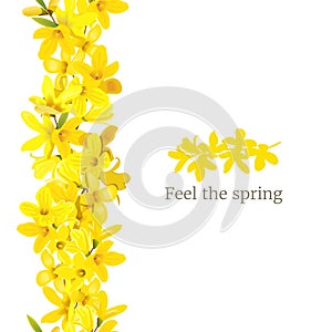 Forsythia suspensa frame left border. Card template. Feel the spring. blossoming yellow spring tree. Golden Bell