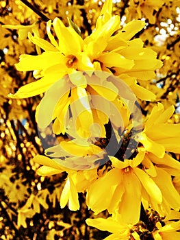 Forsythia suspensa yellow flowers