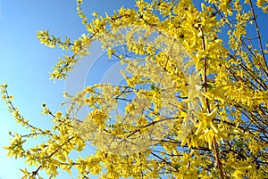 Forsythia suspenza is blooming decoration in spring garden