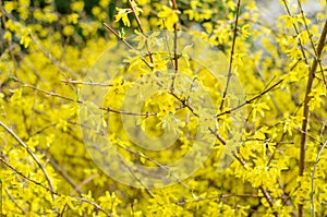 Forsythia