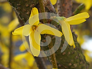 Forsythia
